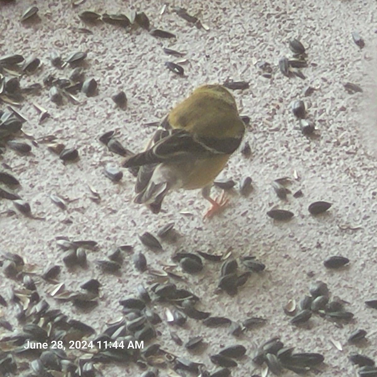 American Goldfinch - ML620920973