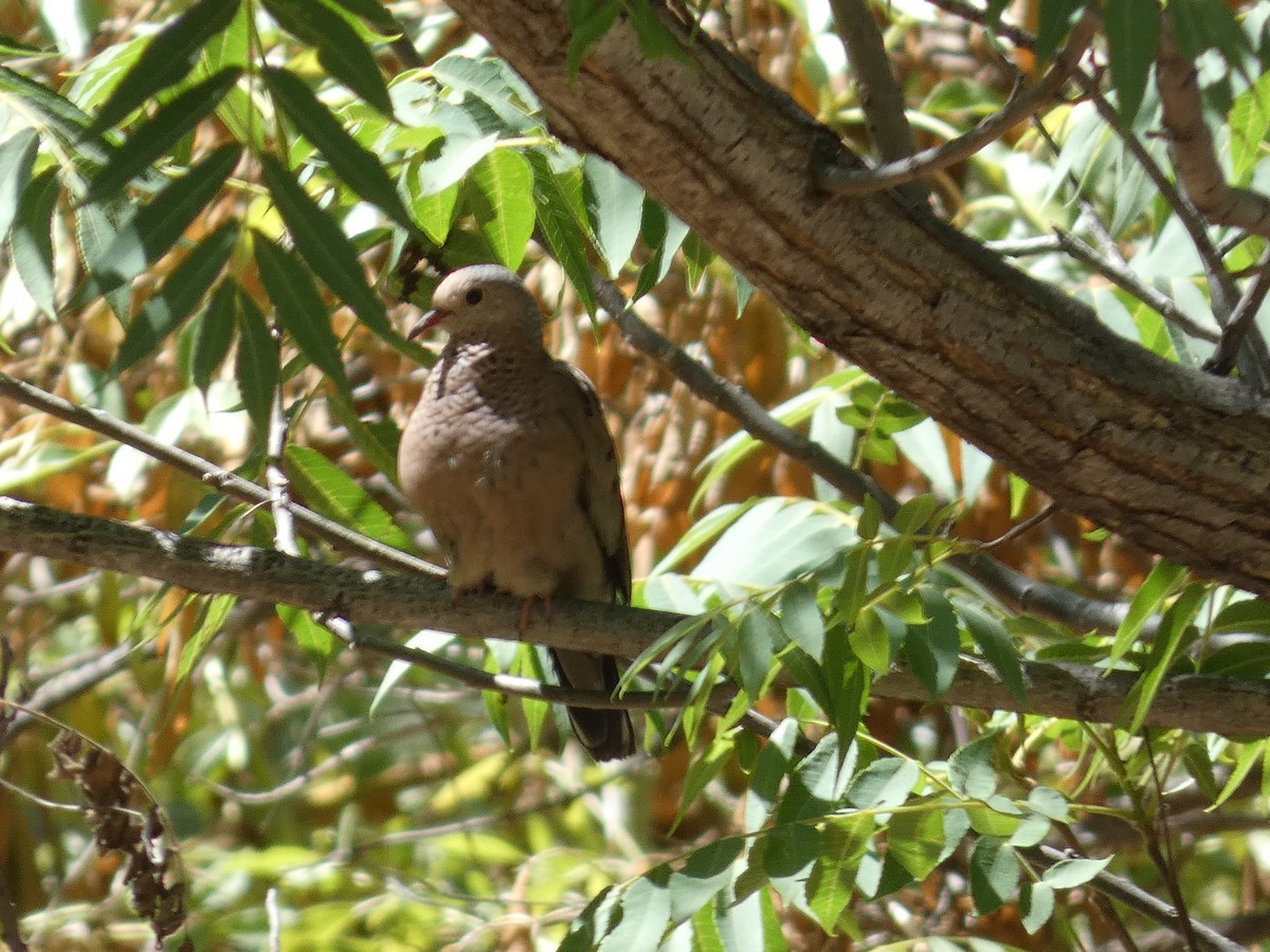 Common Ground Dove - Hugh & Regina