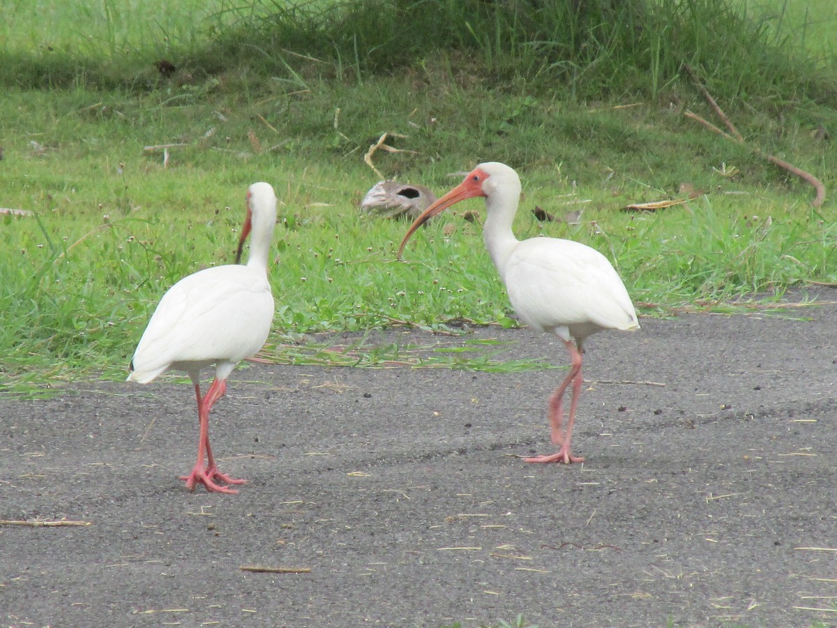 White Ibis - ML620920982