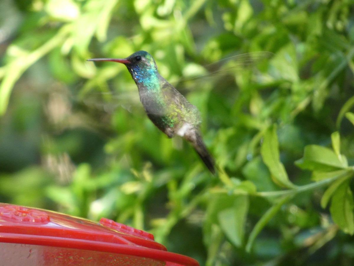 Colibrí Piquiancho Común - ML620920983