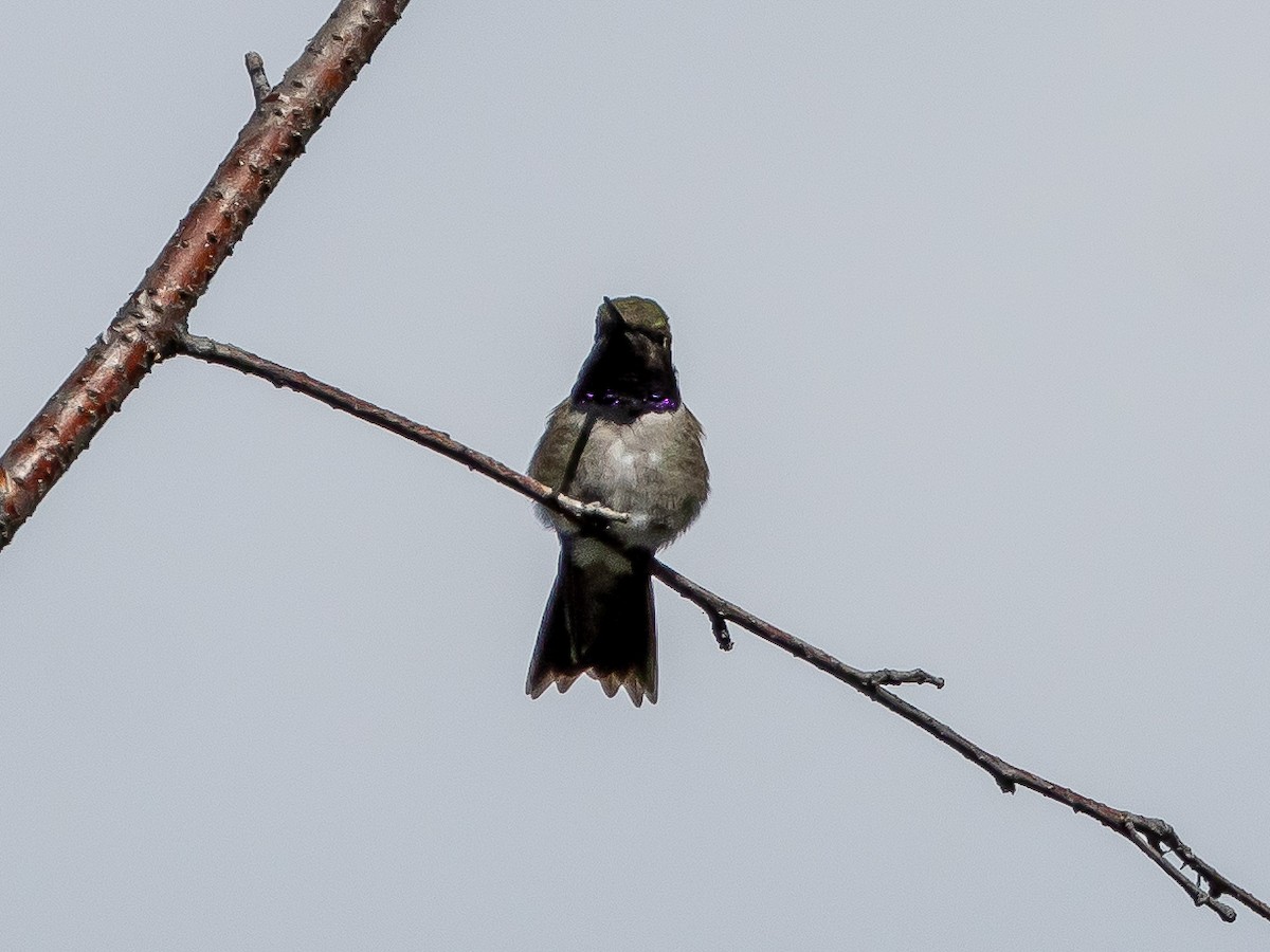 Black-chinned Hummingbird - ML620920985