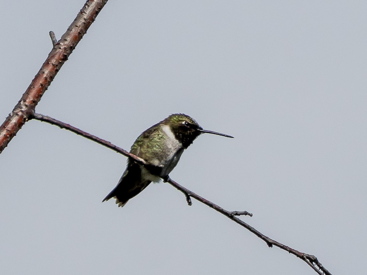 Colibri à gorge noire - ML620920986