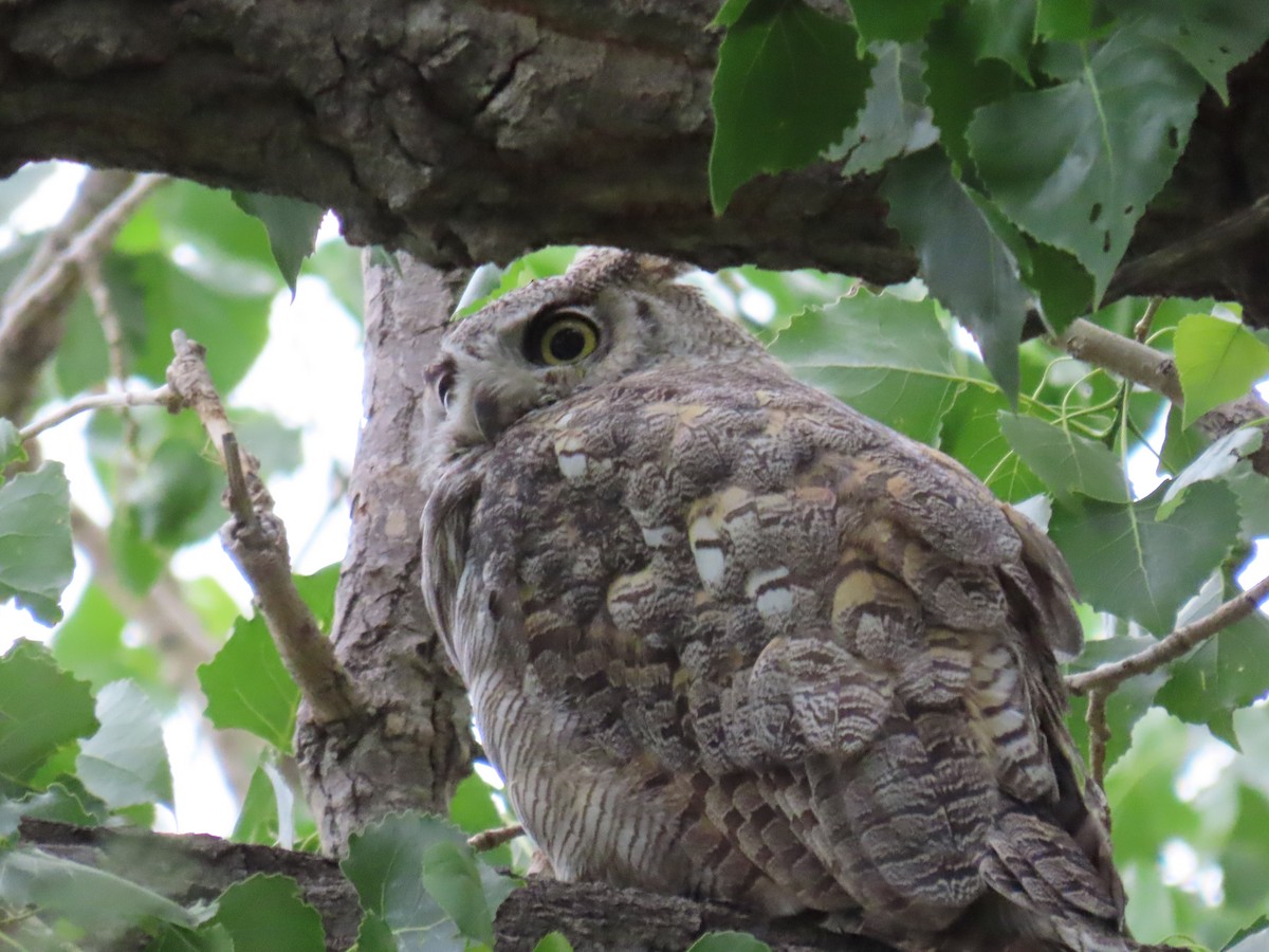 Great Horned Owl - ML620920992