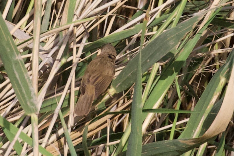 Common Reed Warbler - ML620920994