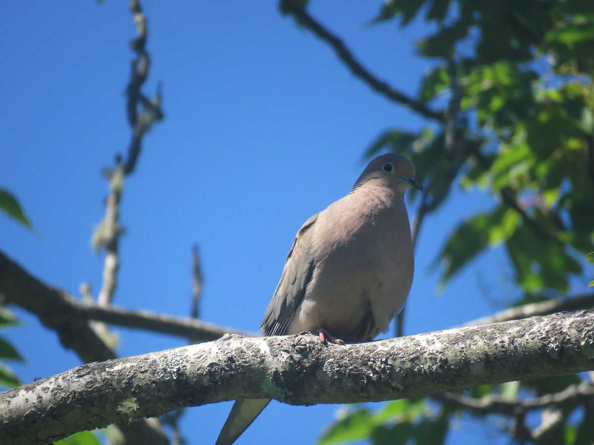 Mourning Dove - ML620920998