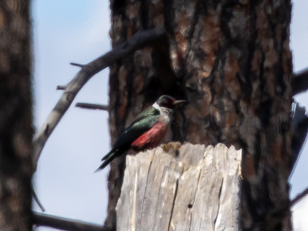 Lewis's Woodpecker - ML620921000