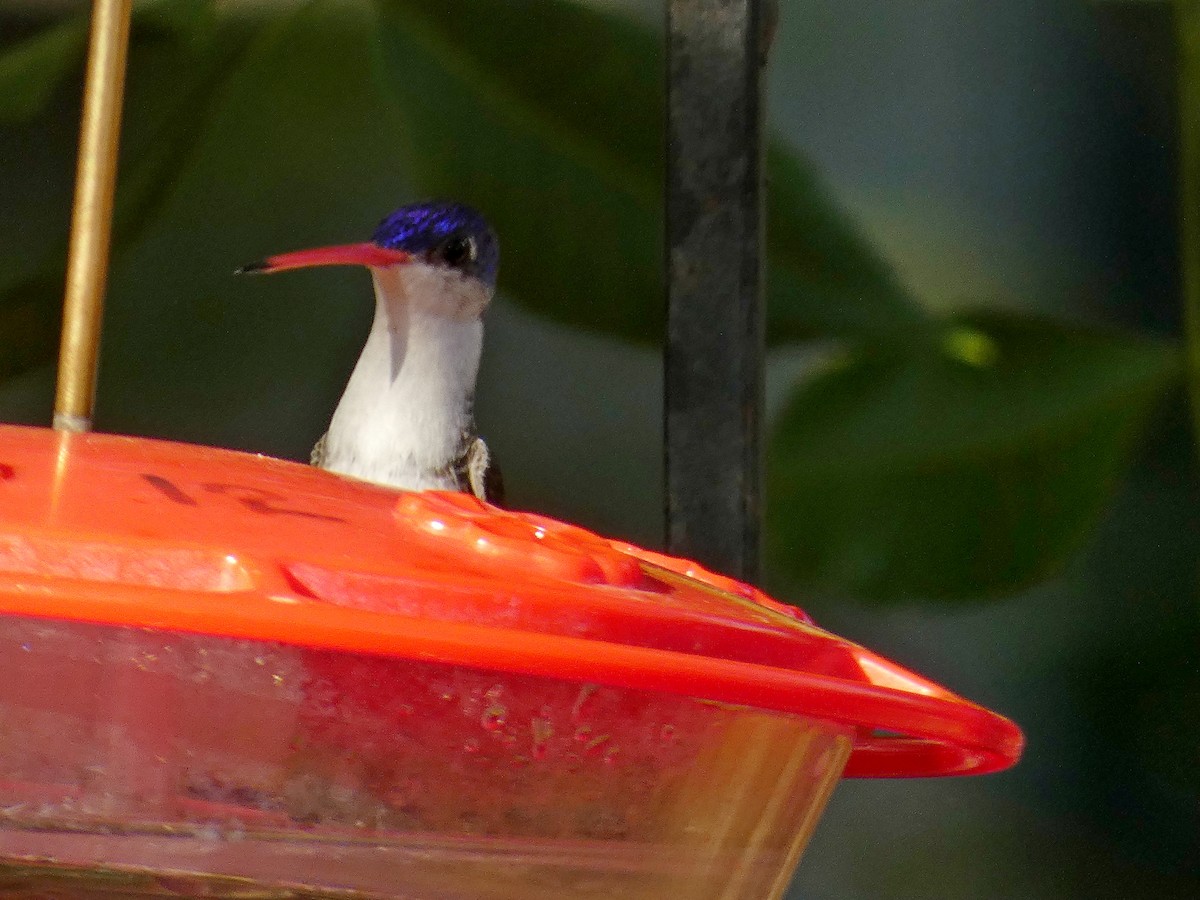 kolibřík fialovokorunkatý - ML620921003