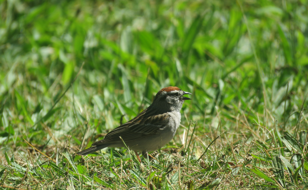 Chipping Sparrow - ML620921020