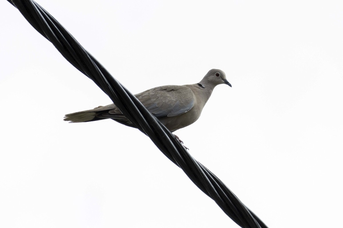 Eurasian Collared-Dove - ML620921026