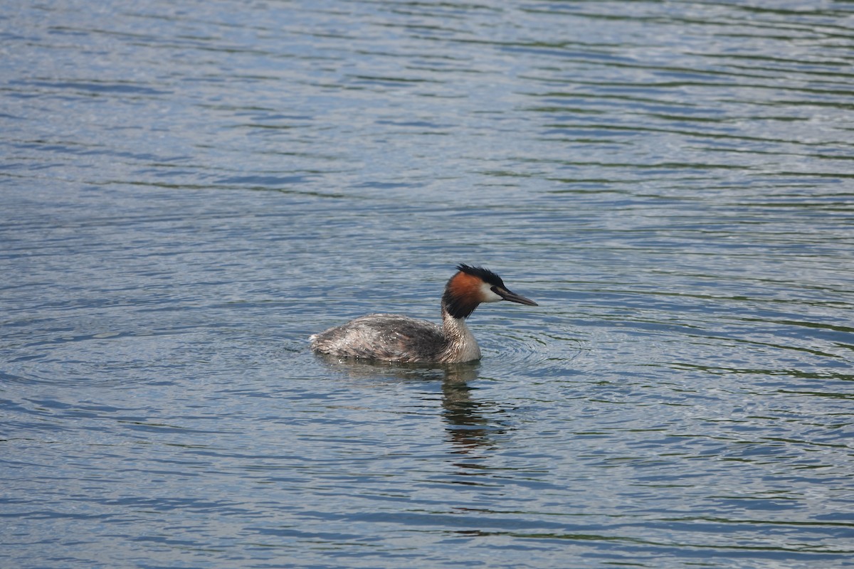 Great Crested Grebe - ML620921034