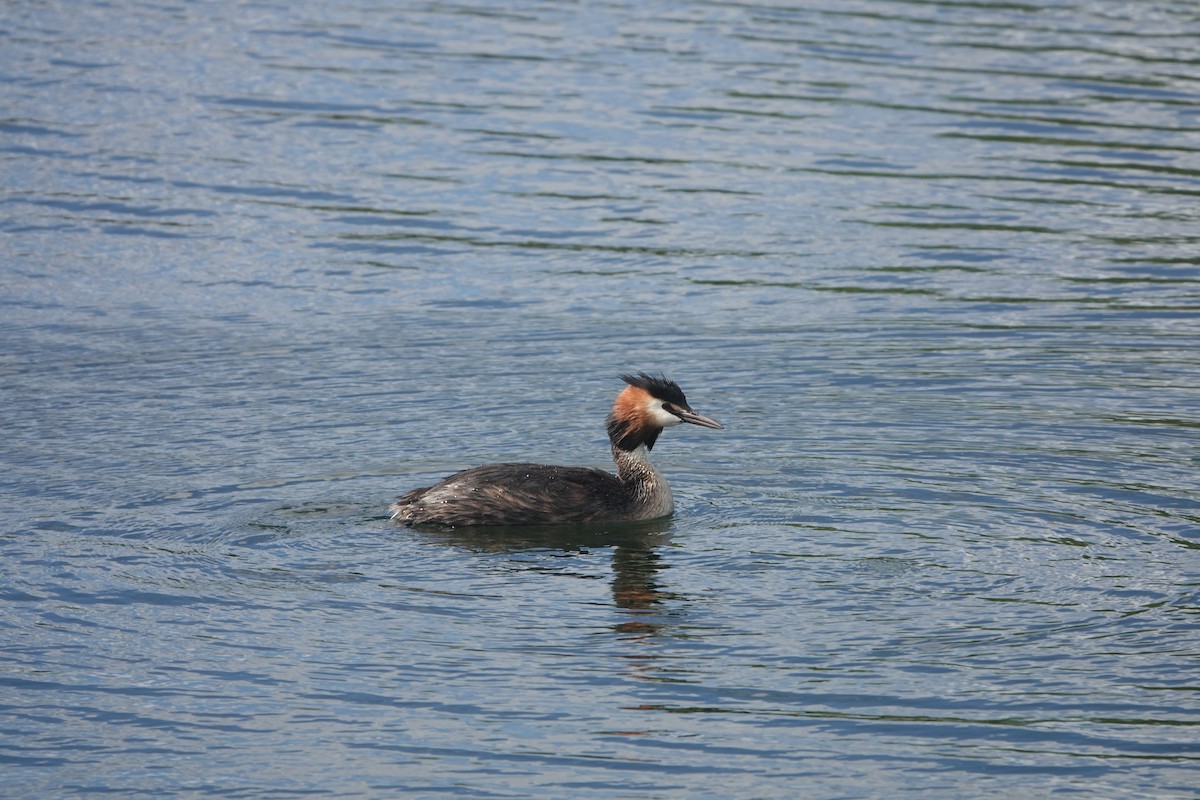 Great Crested Grebe - ML620921035