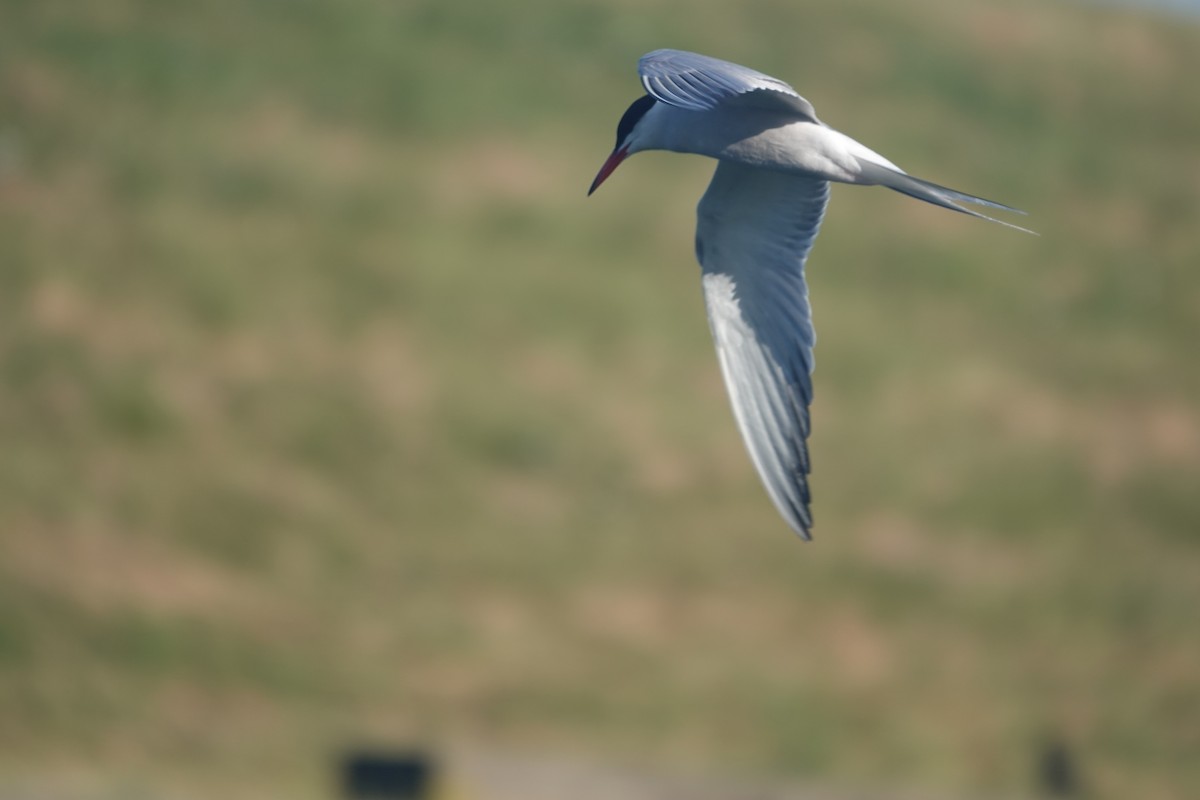 Common Tern - ML620921045