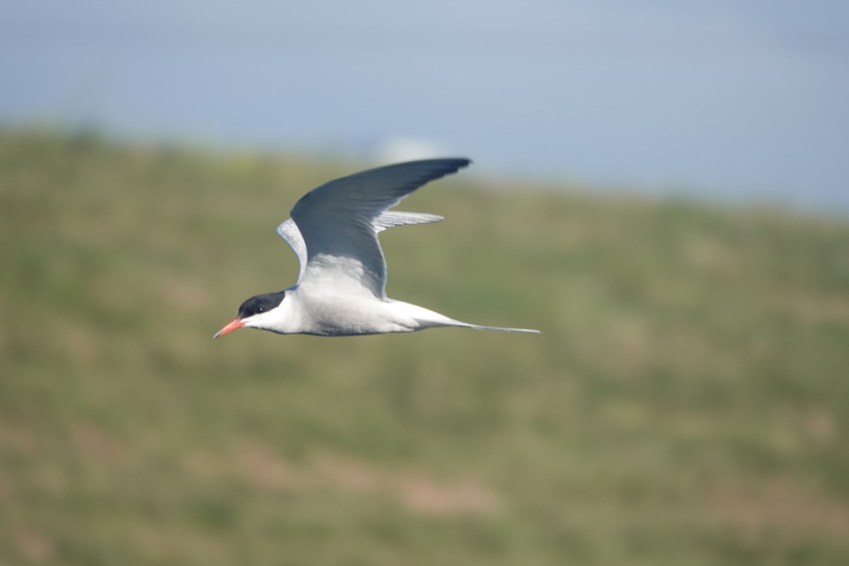 Common Tern - Evan Clark