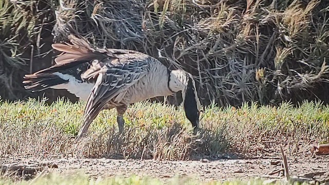 Hawaiian Goose - ML620921048