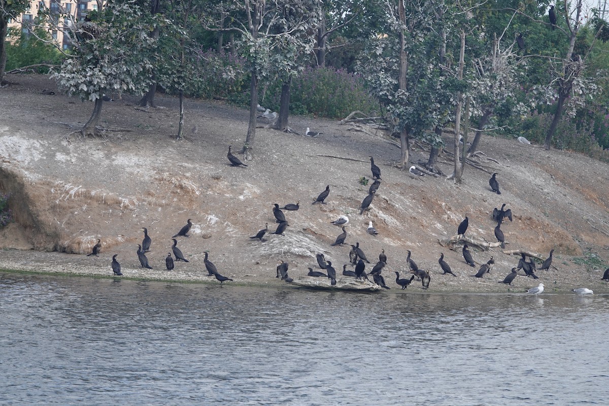 Great Cormorant - ML620921049