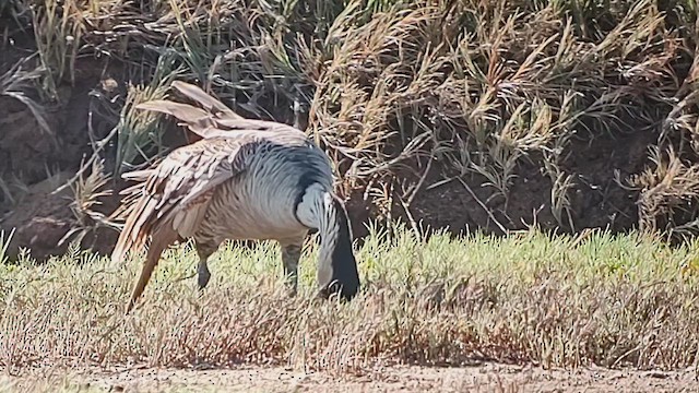 Hawaiian Goose - ML620921055