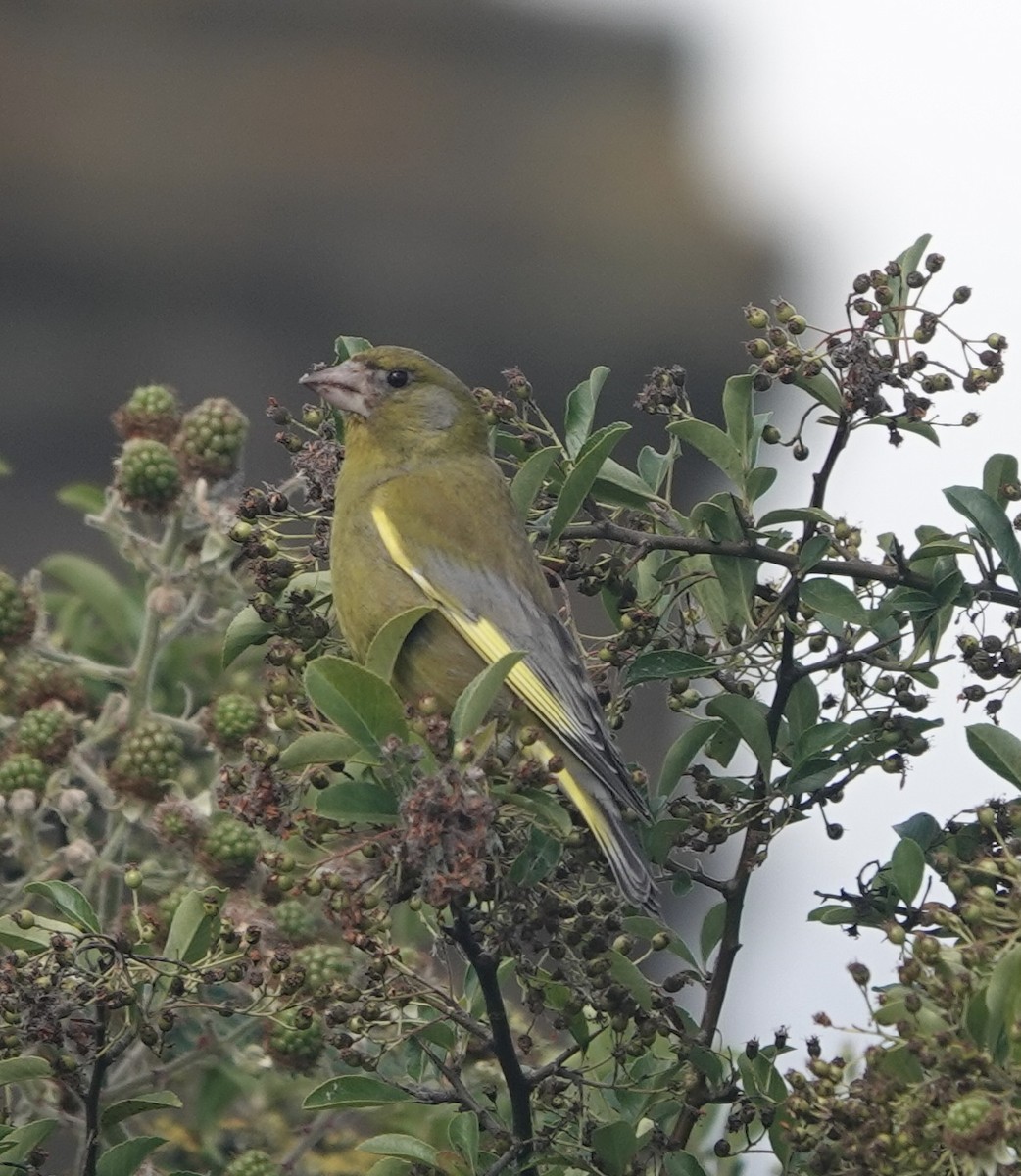 European Greenfinch - ML620921057