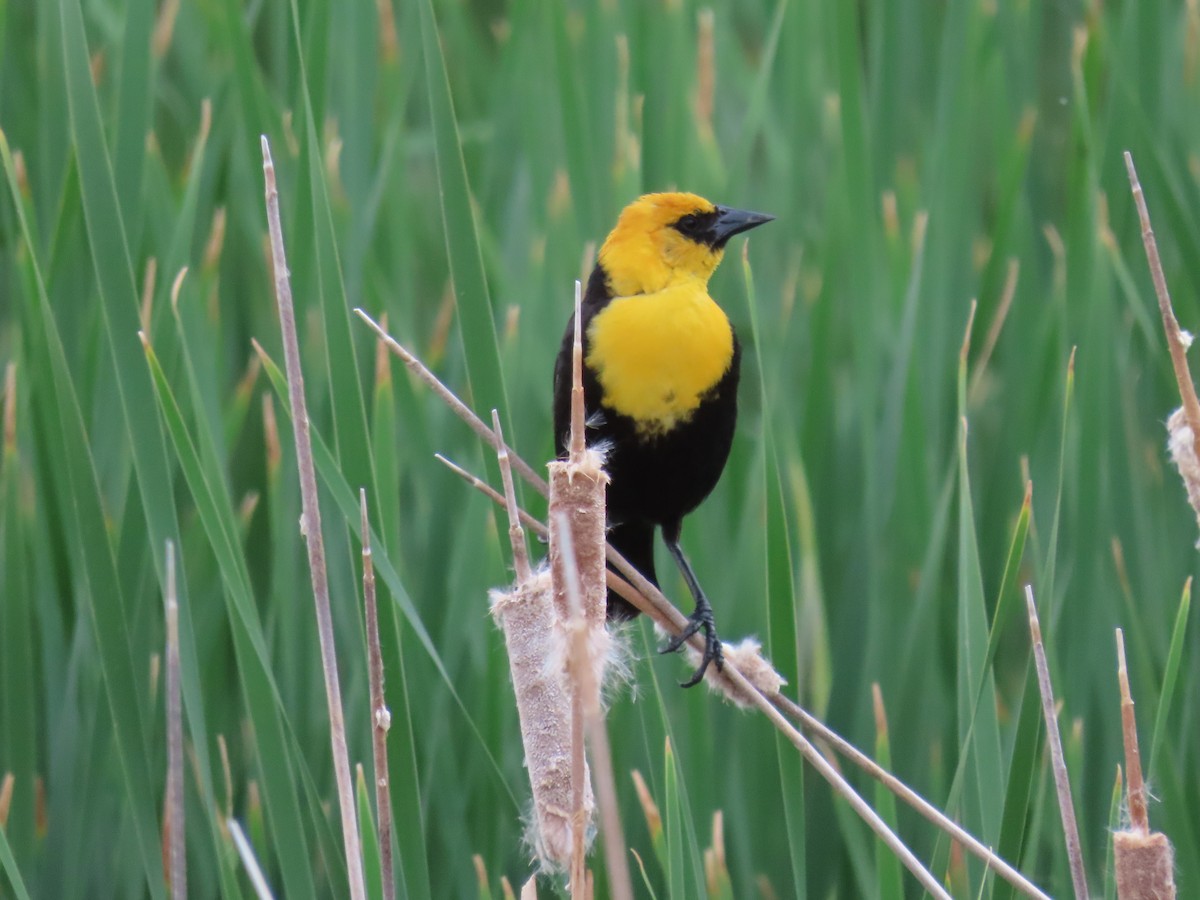 Yellow-headed Blackbird - ML620921061