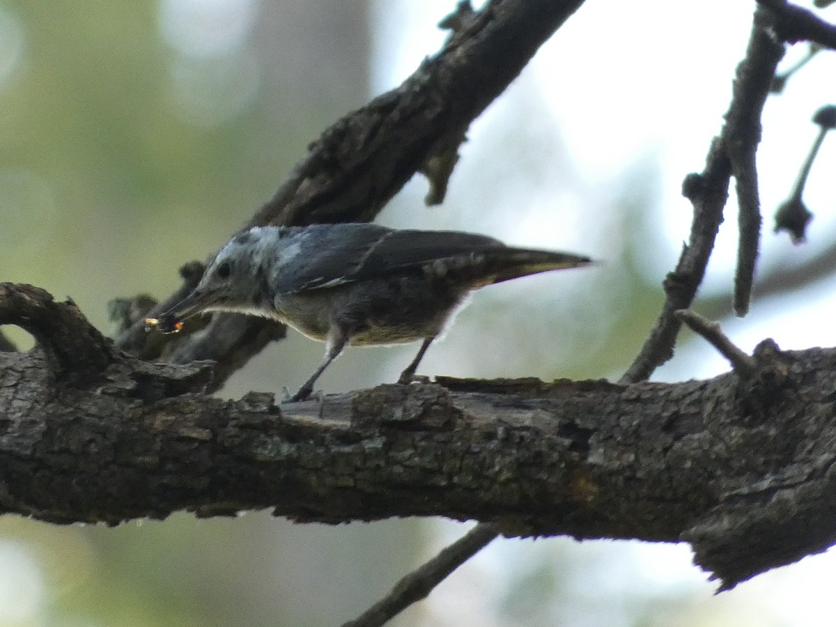 White-breasted Nuthatch - ML620921072