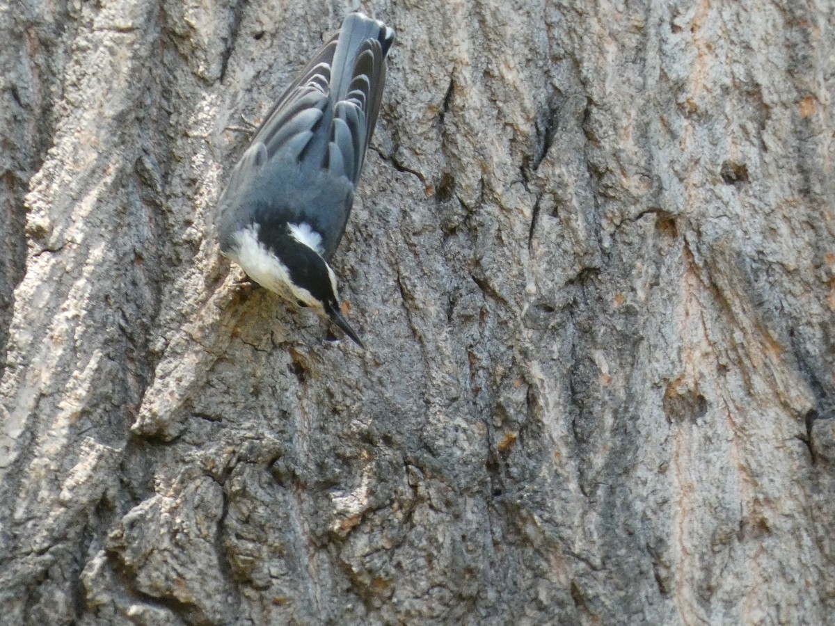 White-breasted Nuthatch - ML620921074