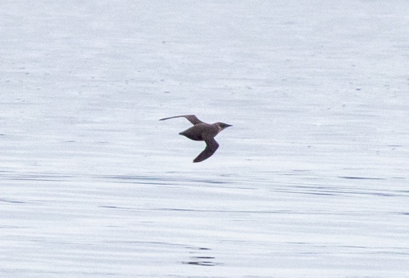 Marbled Murrelet - ML620921075