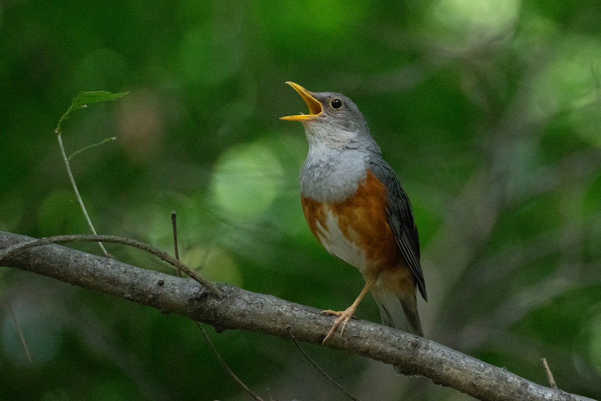 Gray-backed Thrush - ML620921076