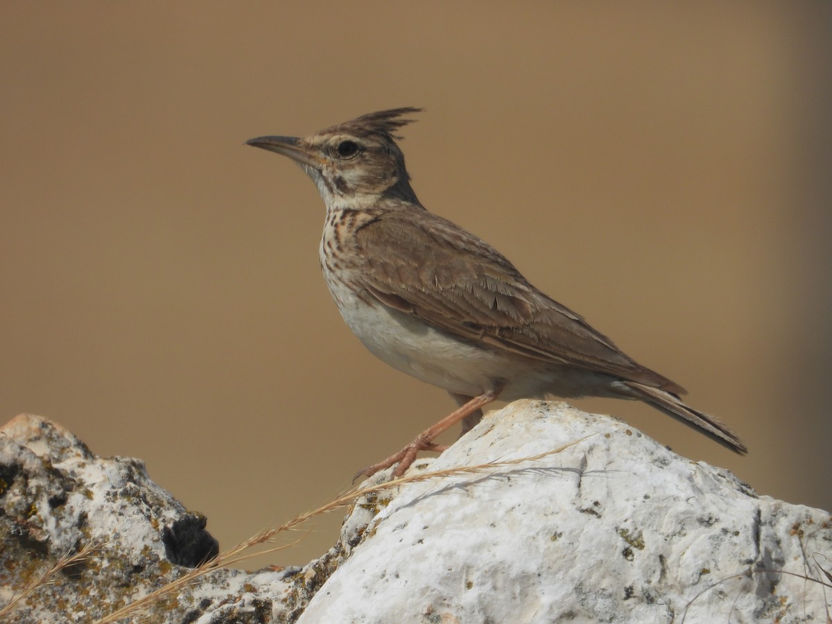 Crested Lark - ML620921078