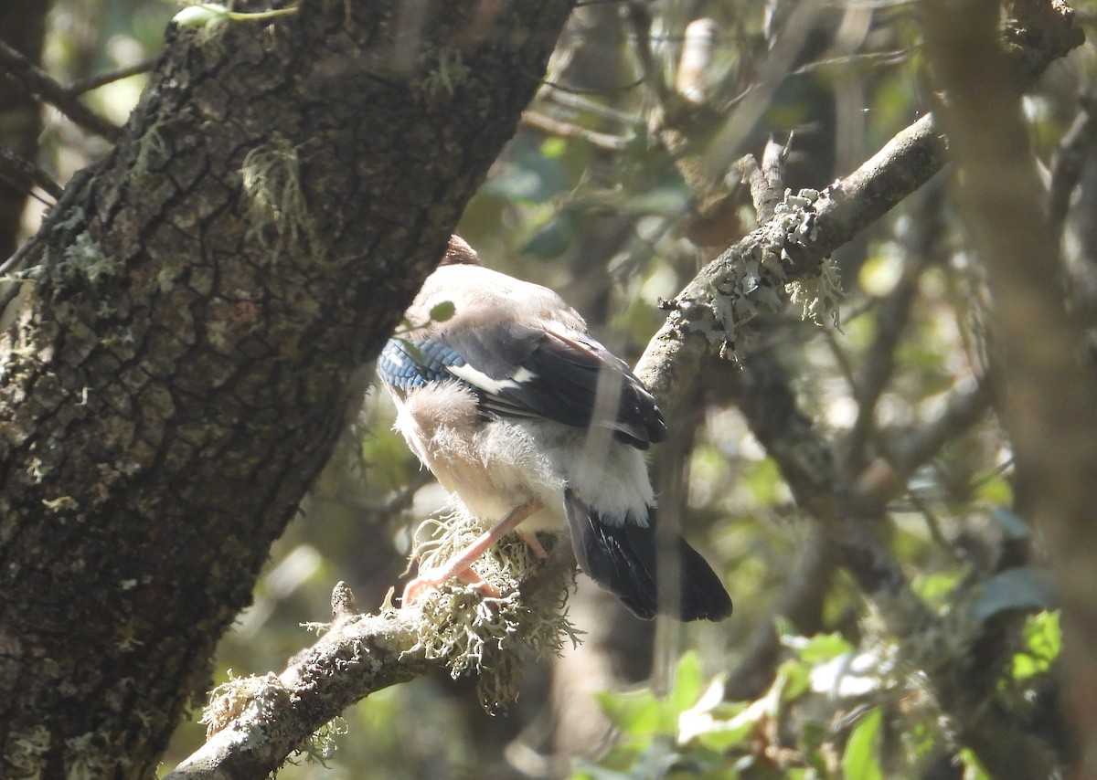 Eurasian Jay - ML620921080