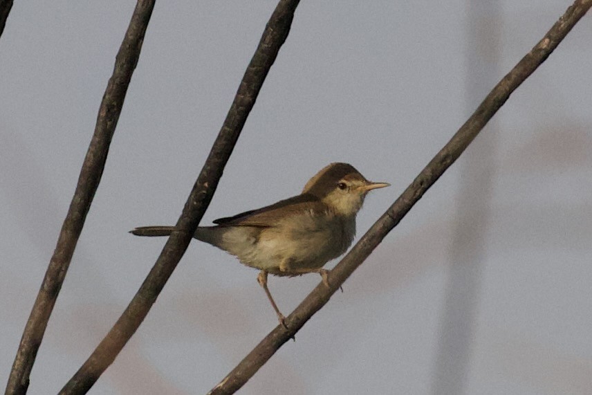 Sykes's Warbler - ML620921085