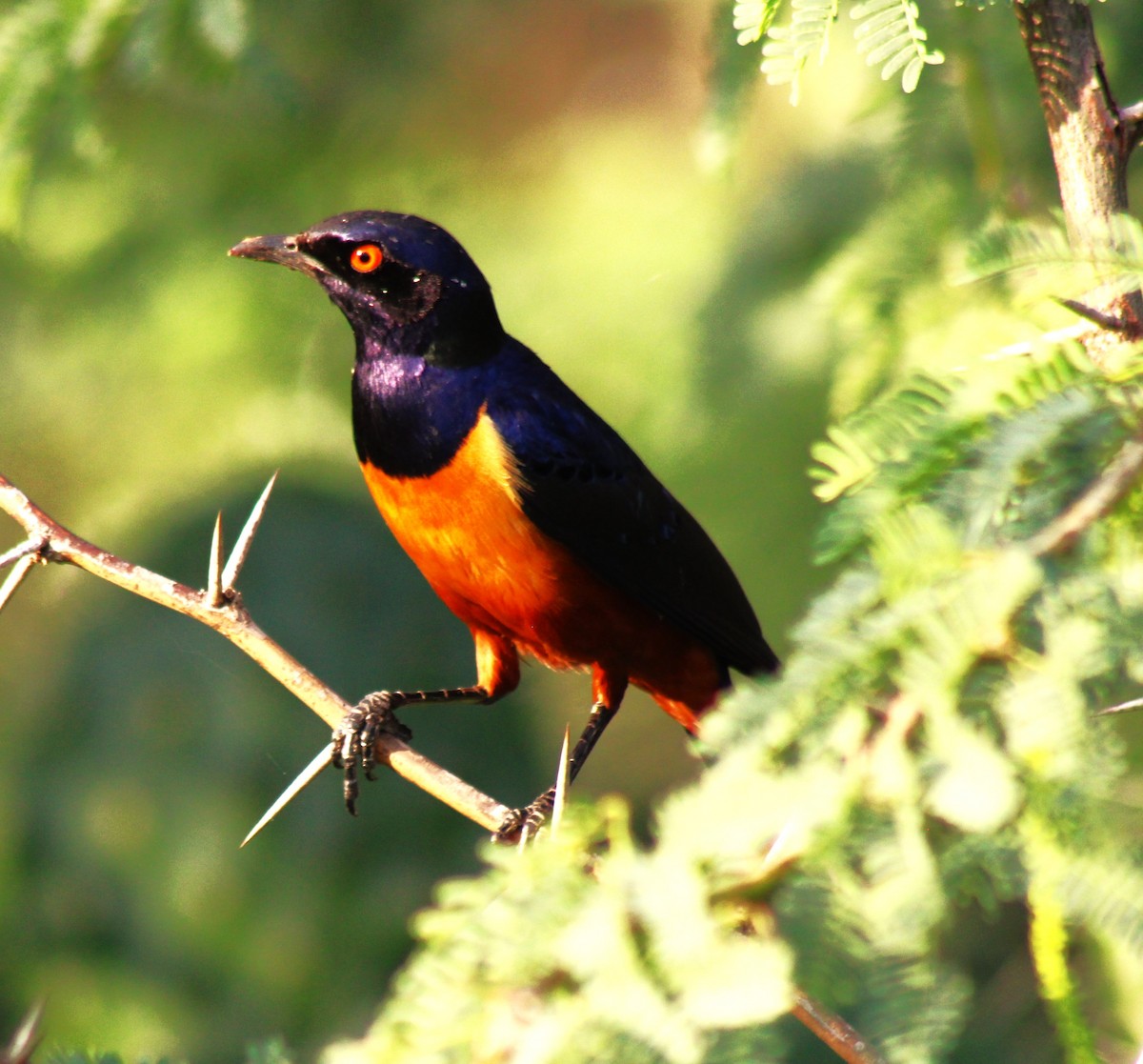 Hildebrandt's Starling - ML620921088