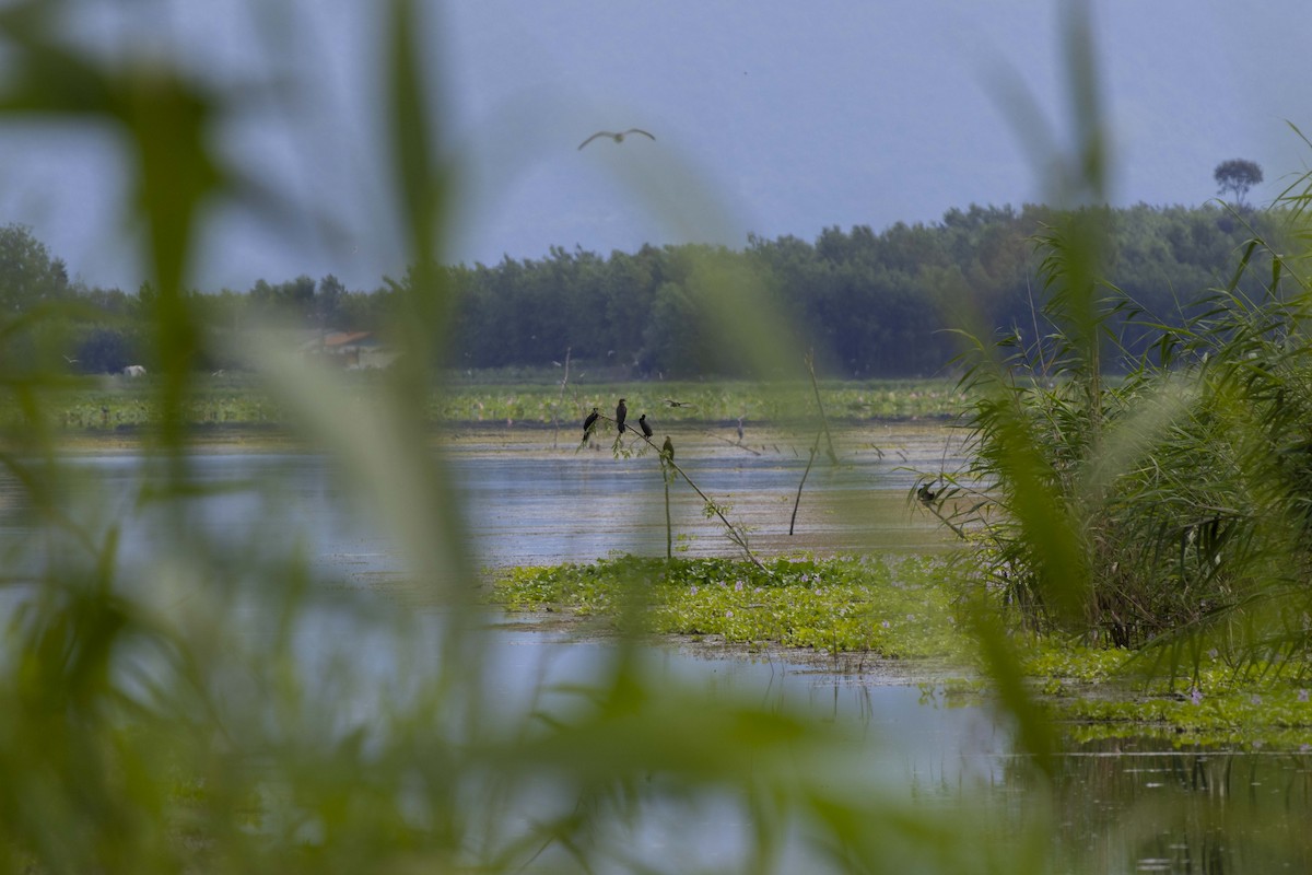 Pygmy Cormorant - ML620921092