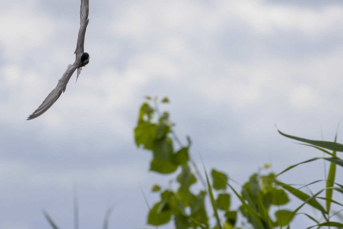 Whiskered Tern - ML620921097