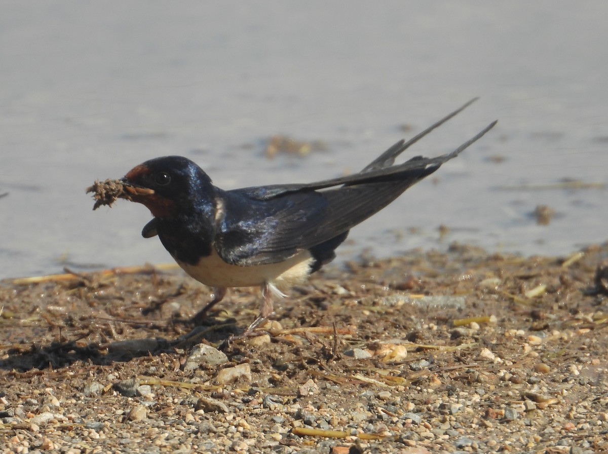 Barn Swallow - ML620921099