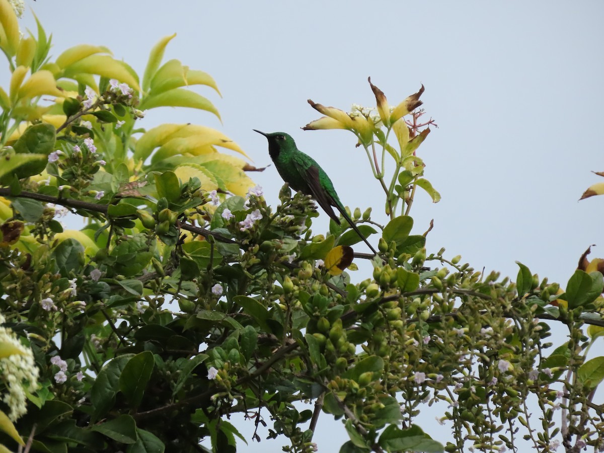 Green-tailed Trainbearer - ML620921100