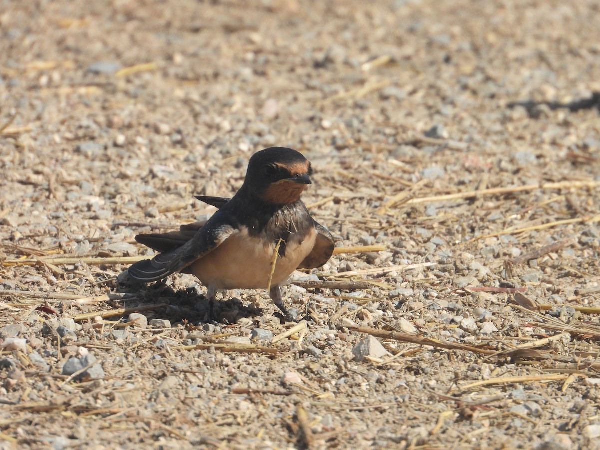 Barn Swallow - ML620921102