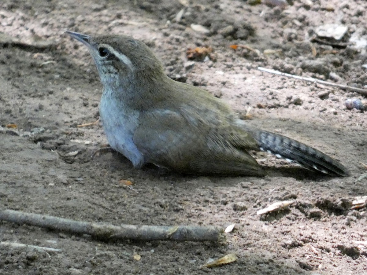 Bewick's Wren - ML620921112