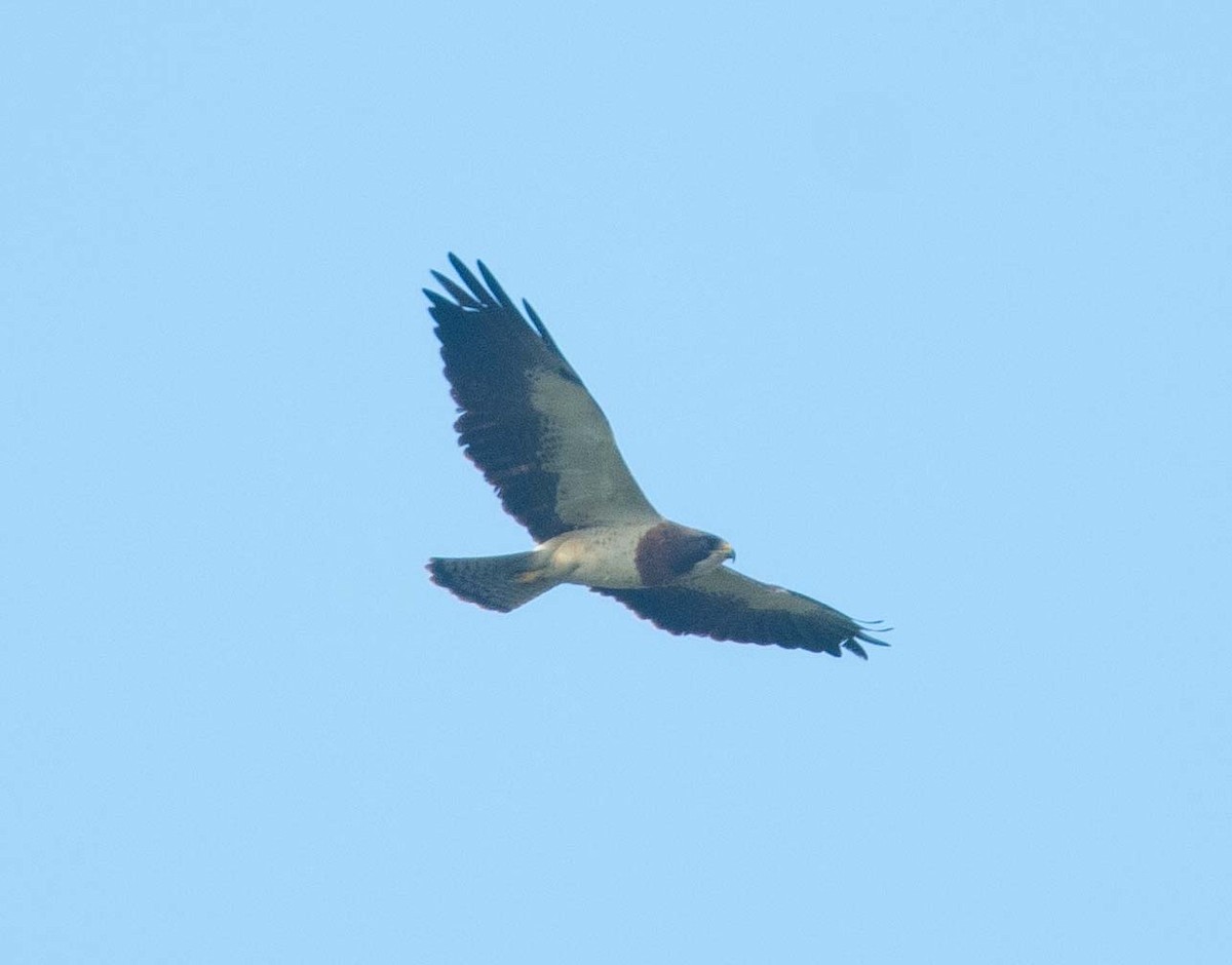 Swainson's Hawk - ML620921114