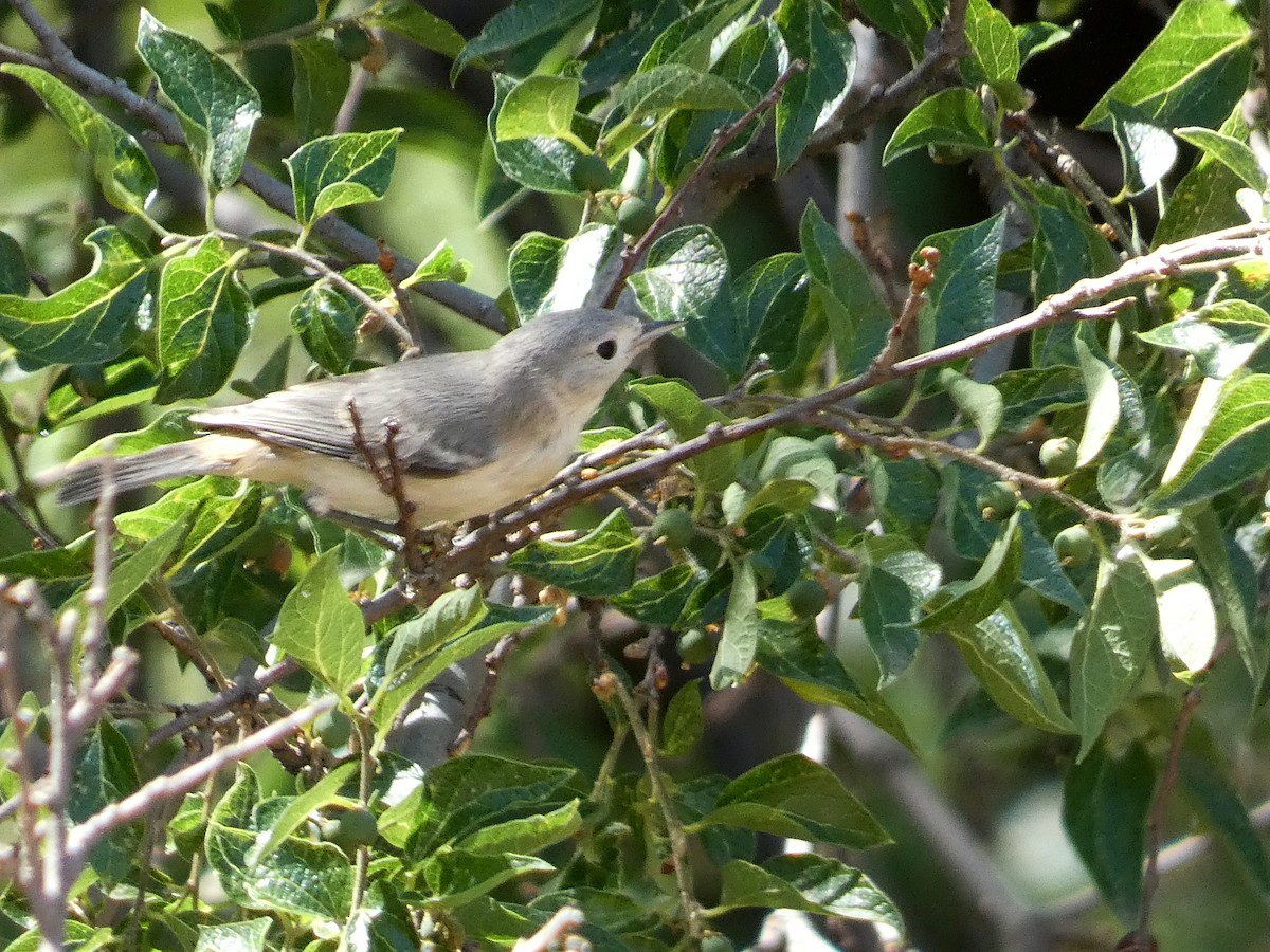 Lucy's Warbler - ML620921131