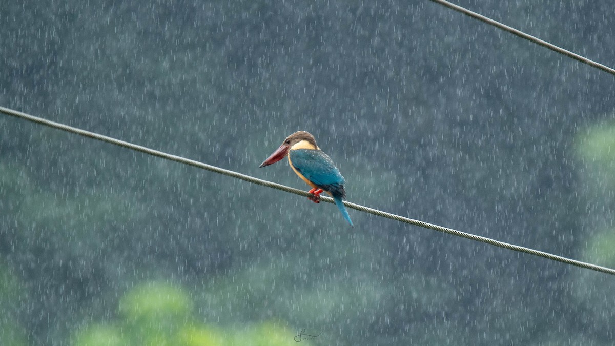 White-throated Kingfisher - ML620921139