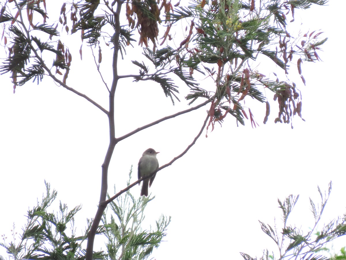 Western Wood-Pewee - ML620921143