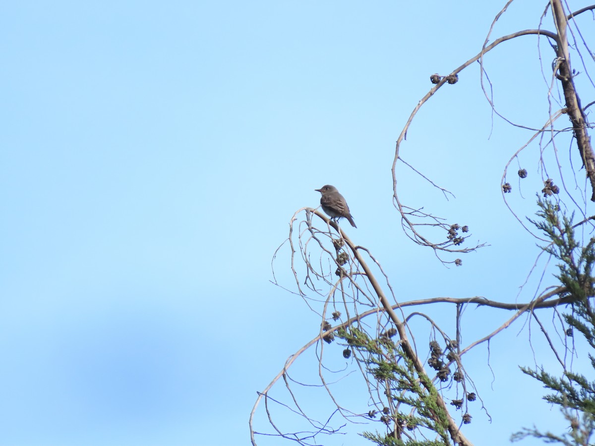 Western Wood-Pewee - ML620921144