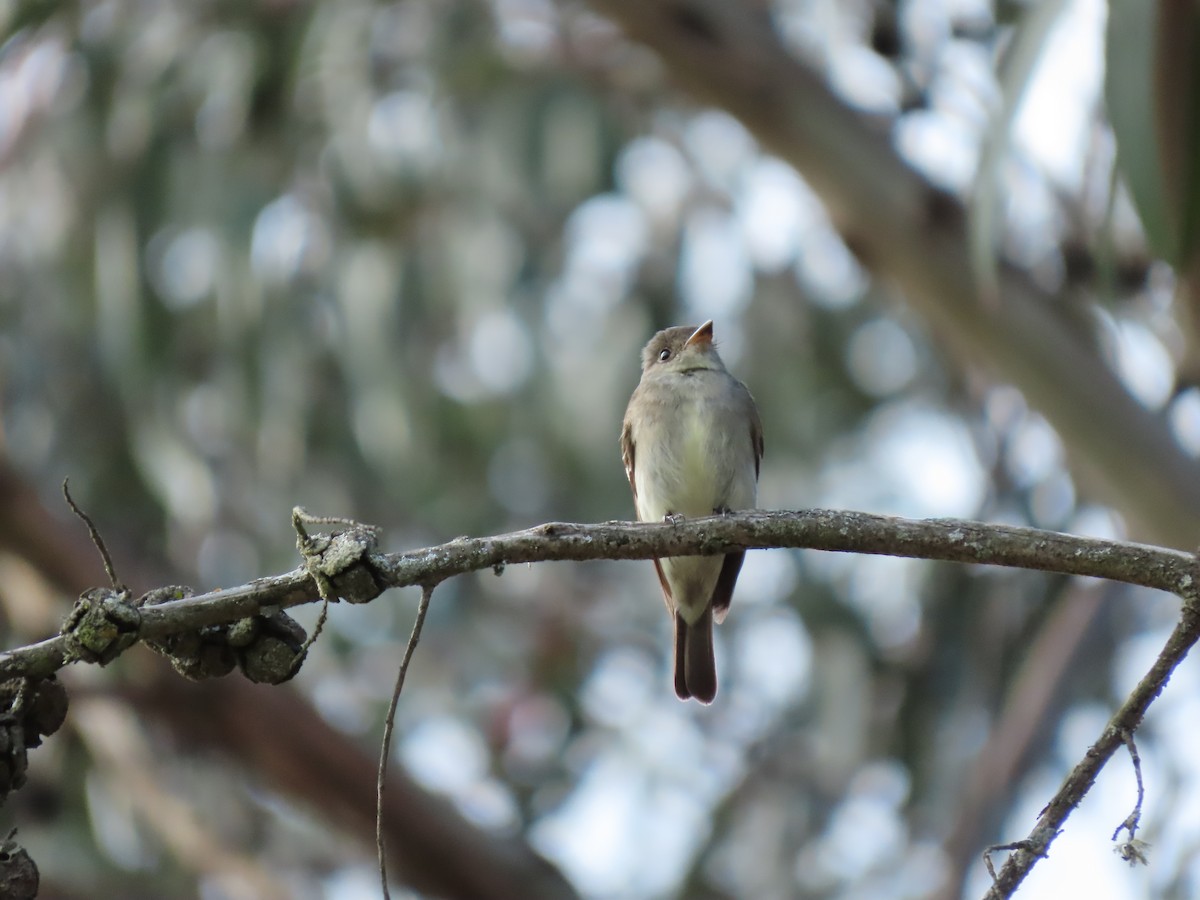 Western Wood-Pewee - ML620921146