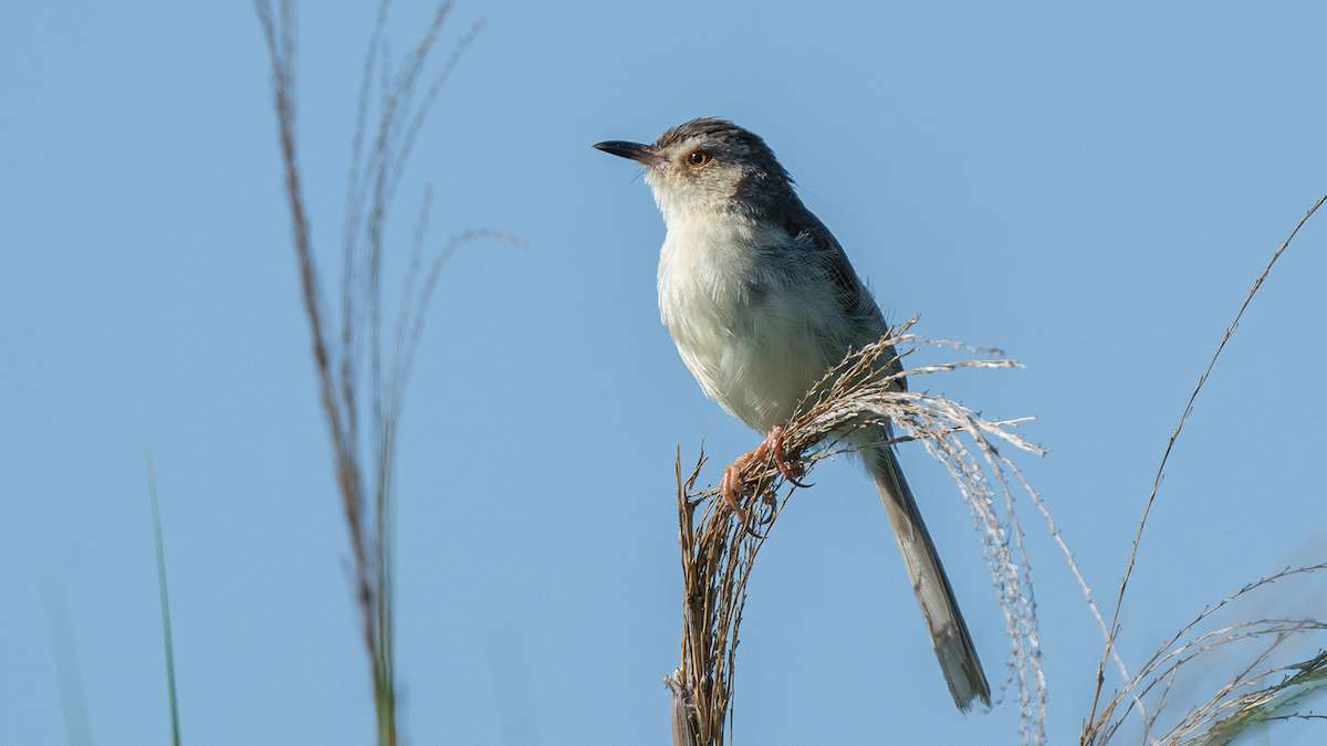 Zitting Cisticola - ML620921148