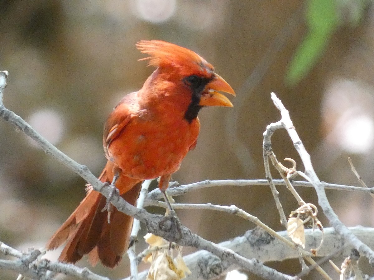 Northern Cardinal - ML620921151