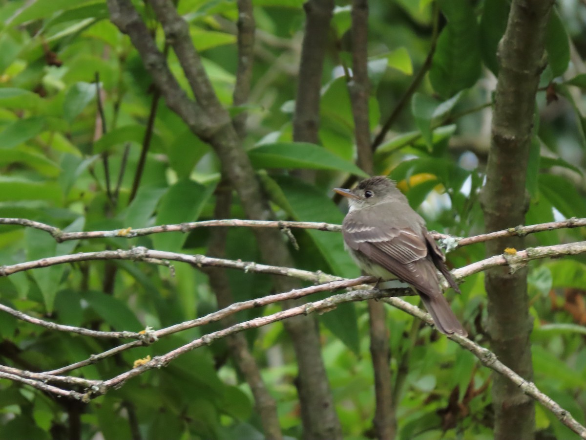 Northern Tropical Pewee - ML620921153