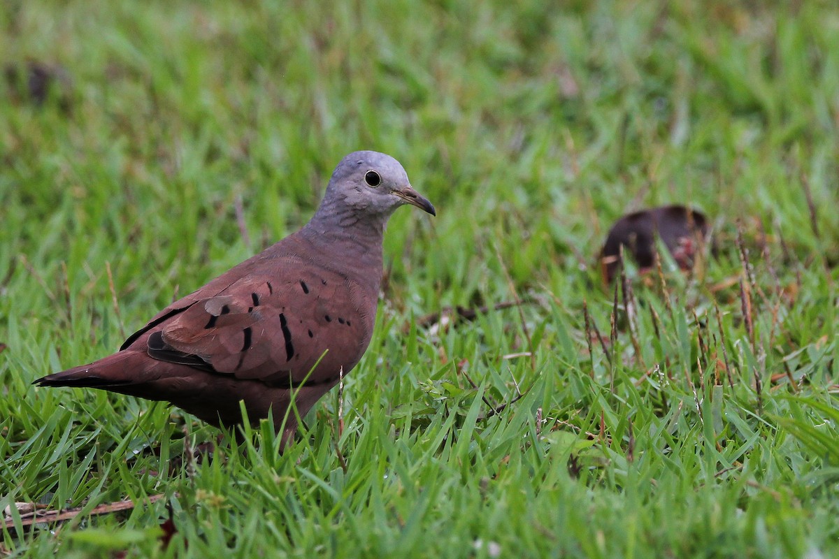 Ruddy Ground Dove - ML620921154