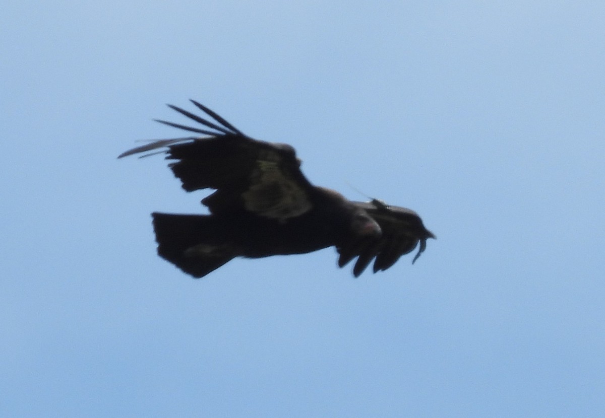 California Condor - ML620921157
