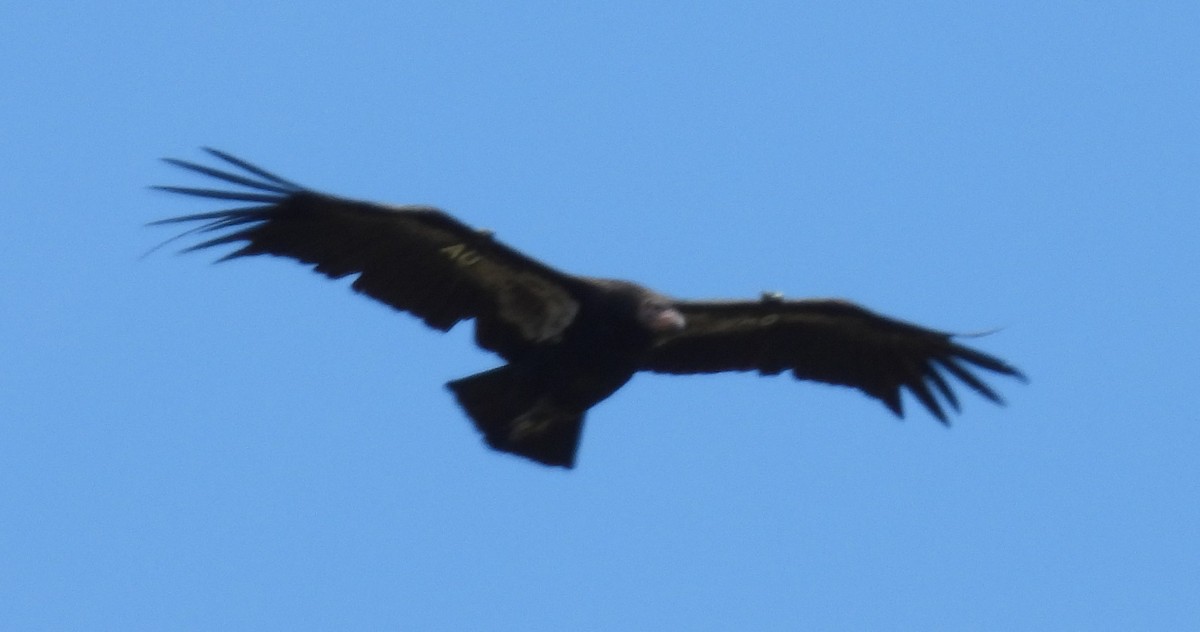 California Condor - ML620921158