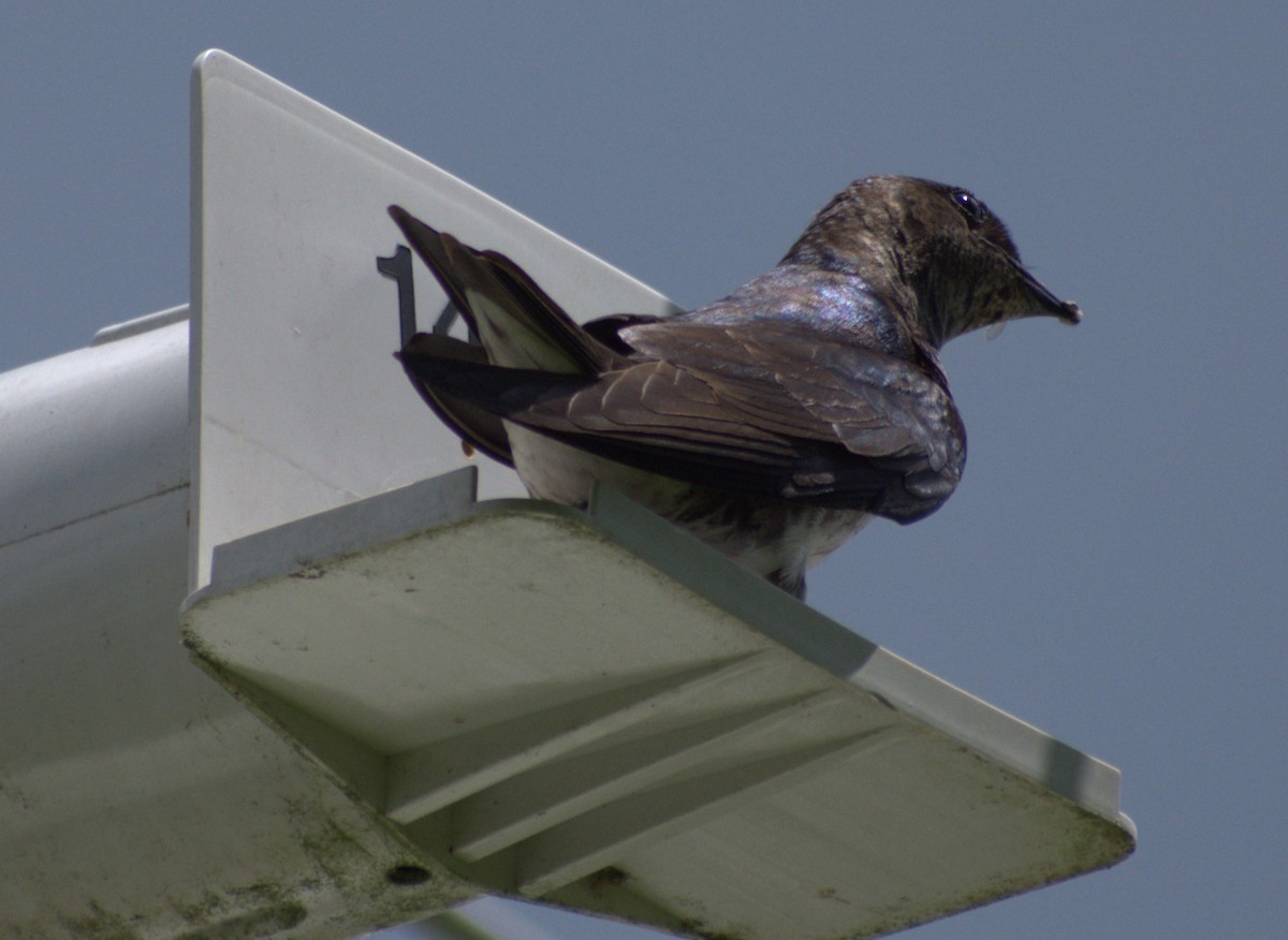 Purple Martin - ML620921160