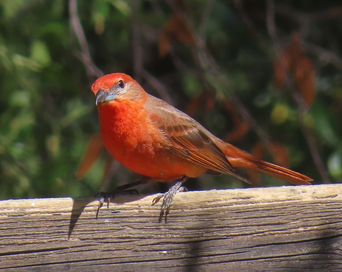 Hepatic Tanager - ML620921161